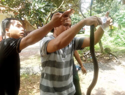 Beginilah Alasan Komunitas Reptil Memburu Ular-ular Berbisa