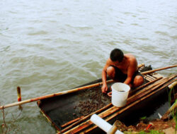 Tutut, Siput Air Tawar Ini ternyata Kaya dengan Kandungan Gizi