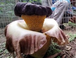 Bunga Bangkai Hebohkan Warga Kampung Pinang Tigaraksa
