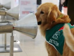 Wow! Anjing Chili Bisa Deteksi COVID-19 di Bandara