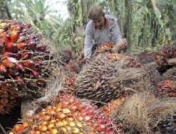 Harga Minyak Sawit Mentah di Jambi Naik Tipis