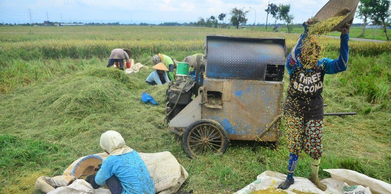 GMNI Kecam Rencana Impor Beras