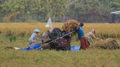 Kabupaten Cirebon Surplus Produksi Beras