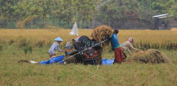 Kabupaten Cirebon Surplus Produksi Beras