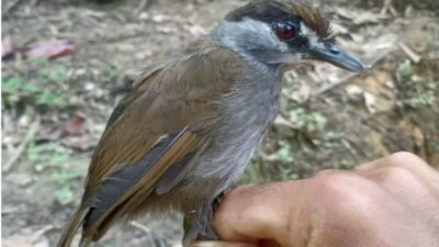 Burung Super Langka Pelanduk Muncul Lagi di Hutan Kalimantan