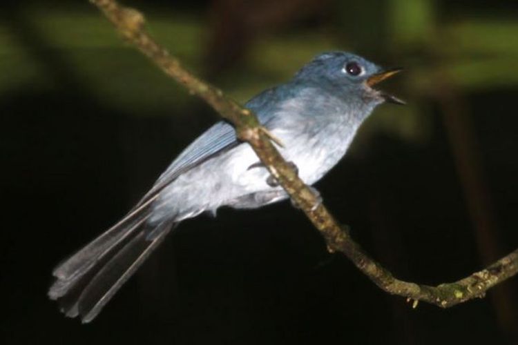 Gunung Sahendaruman Sangihe