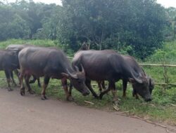 Peternakan Kerbau di Lebak Masih Menjadi Andalan Pendapatan Warga