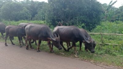 Peternakan Kerbau di Lebak Masih Menjadi Andalan Pendapatan Warga