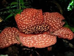 Rafflesia Kemumu dan Arnoldii Tumbuh di Hutan Lindung Bengkulu