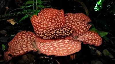 Rafflesia Kemumu dan Arnoldii