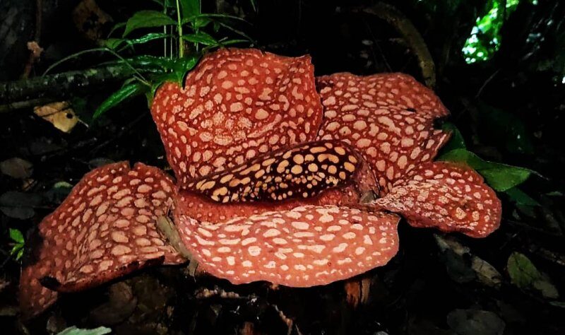 Rafflesia Kemumu dan Arnoldii