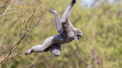 Primata Owa Jawa Kembali Terlihat di Hutan Lindung Gunung Pabeasan