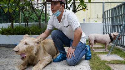 Singa Tik Tok DI Kamboja