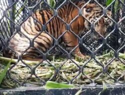 Seekor Harimau Sumatra Masuk Perkebunan Warga di Aceh