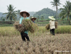 FAO Nyatakan Pandemi Pengaruhi  Sistem Pertanian dan Pangan, Bagaimana Ketahanan Pangan Nasional?