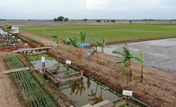 Pelaksanaan program food Estate lewat kebijakan tanam singkong oleh pemerintah dinilai sebagai sebuah kebijakan yang keliru.