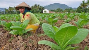 Produksi beras nasional kita tahun ini mengalami peningkatan dari tahun lalu, jadi kita tidak perlu khawatir kekurangan stok