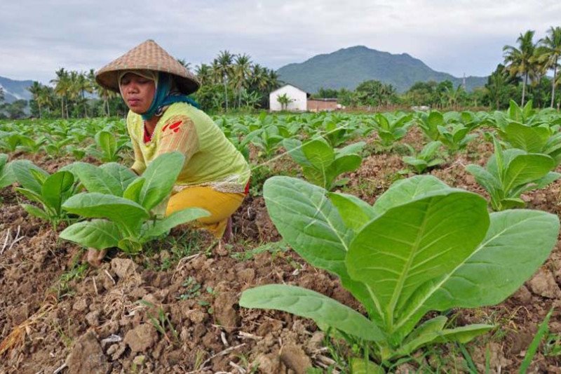 Produksi beras nasional kita tahun ini mengalami peningkatan dari tahun lalu, jadi kita tidak perlu khawatir kekurangan stok