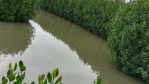 Pemeliharaan Mangrove Penting untuk Kelestarian Ekosistem Dan Manfaat Ekonomis