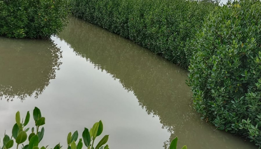 Pemeliharaan Mangrove Penting untuk Kelestarian Ekosistem Dan Manfaat Ekonomis