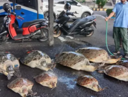 Polres Jembrana Gagalkan Penyelundupan Penyu Hijau