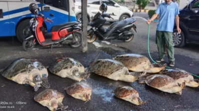 Penyelundupan Penyu Hijau