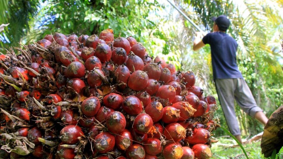 GMNI Harga Minyak Goreng