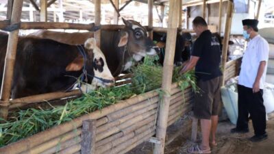 DKP Kota Tangerang Periksa Peternakan Sapi