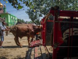 Lima Hewan Ternak Terindikasi PMK di Kabupaten Tangerang