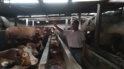 Penyakit Mulut dan Kuku