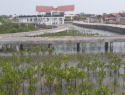 Penanaman Mangrove di Ketapang Urban Aquaculture terus digencar