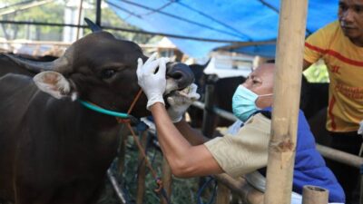 Wabah PMK di Kota Tangerang Lebih 500 Kasus