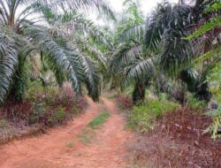 Konflik Lahan Terkatung-katung, Warga Banja Ladang Sialang Pasungan Riau Ngadu Ke Komisi VI DPR RI