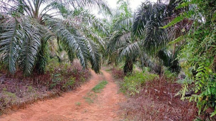 Konflik Lahan Terkatung-katung Warga Riau Ngadu Ke Komisi VI DPR RI