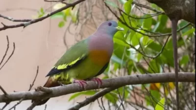 Pesona Punai Gading Penuh Warna Indah di Pandang