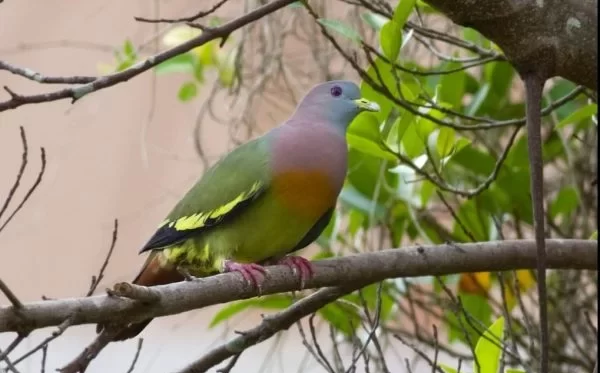 Pesona Punai Gading Penuh Warna Indah di Pandang
