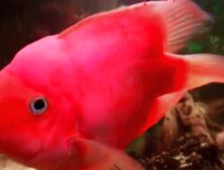 Red Devil “Si Cantik” Tapi Ganas Dilarang di Indonesia