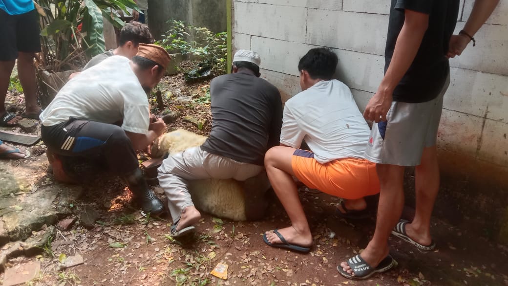 Panitia kurban Pokja WHTR sedang menyembelih kambing