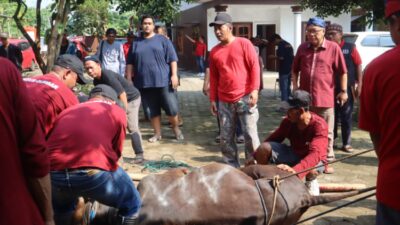 Idul Adha 1444 H Padepokan Kebangsaan Karang Tumaritis Bagikan 500 Kantong Daging Kurban