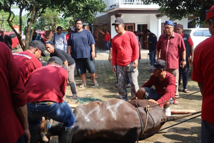 Idul Adha 1444 H Padepokan Kebangsaan Karang Tumaritis Bagikan 500 Kantong Daging Kurban