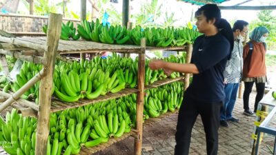 Cerita Klaster Pisang Cavendish di Pasuruan