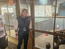 Program Pemberdayaan BRI Bikin Peternakan Ayam di Surabaya