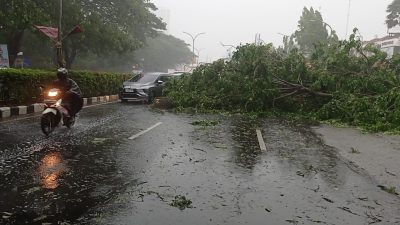 Cuaca Ekstrem Picu Puluhan Pohon Tumbang di Kota Tangerang