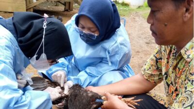 informasi terbaru tentang flu burung di Pandeglang, termasuk hasil uji laboratorium yang mengungkap penyebab kematian ratusan ayam