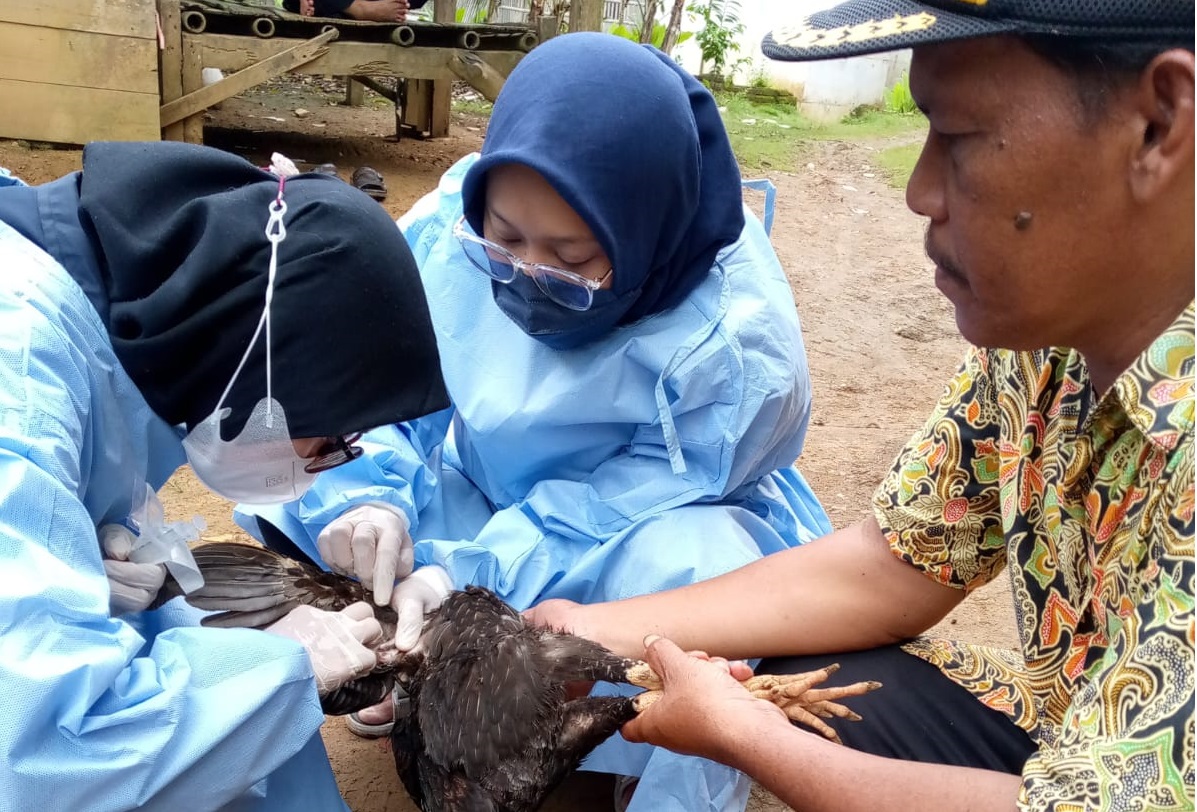 informasi terbaru tentang flu burung di Pandeglang, termasuk hasil uji laboratorium yang mengungkap penyebab kematian ratusan ayam