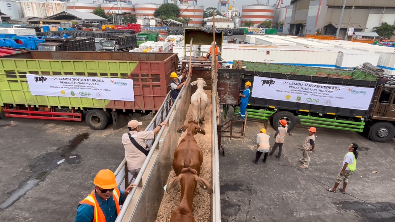 Jelang Ramadan, Barantin Periksa 2.449 Sapi Impor Asal Australia