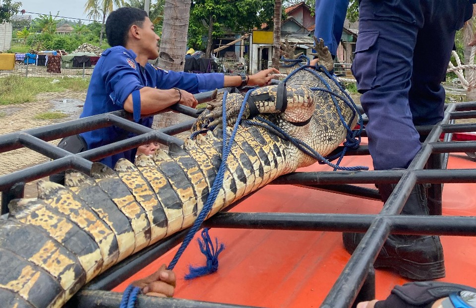Insiden mengejutkan terjadi di Tangerang saat seorang anak diserang buaya saat memancing. Korban dirawat di rumah sakit.