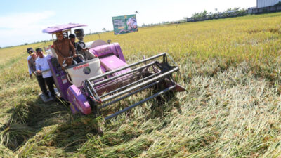 Panen Raya, Pemprov Banten Pastikan Harga Gabah Rp6.500