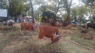Jelang Iduladha, Penjual Hewan Kurban Mulai Ramai di Kota Tangerang