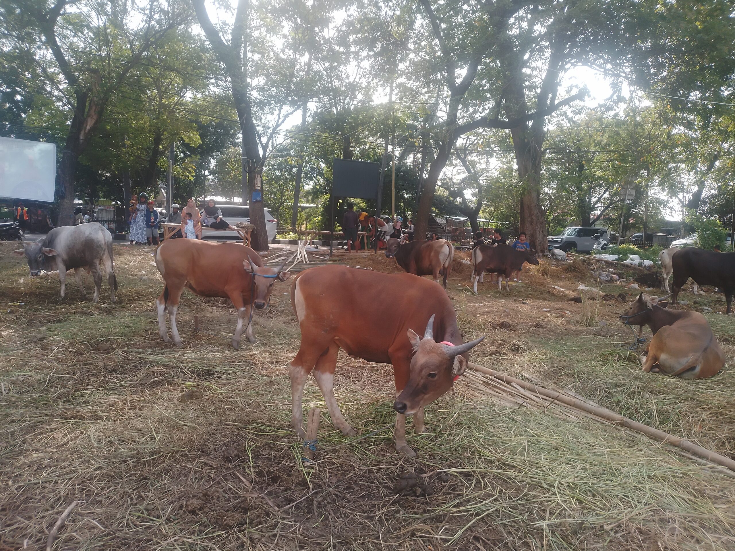 Jelang Iduladha, Penjual Hewan Kurban Mulai Ramai di Kota Tangerang